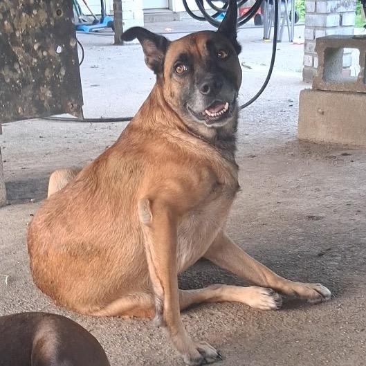 Miney, Adoptable, Adult Female Mixed Breed.