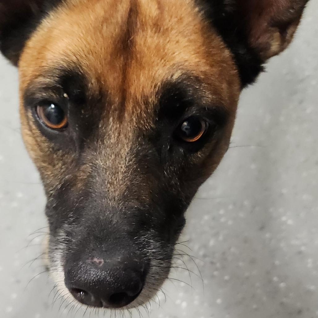 Enlarge Miney, a Adoptable Mixed Breed in Danville, KY image 2/4