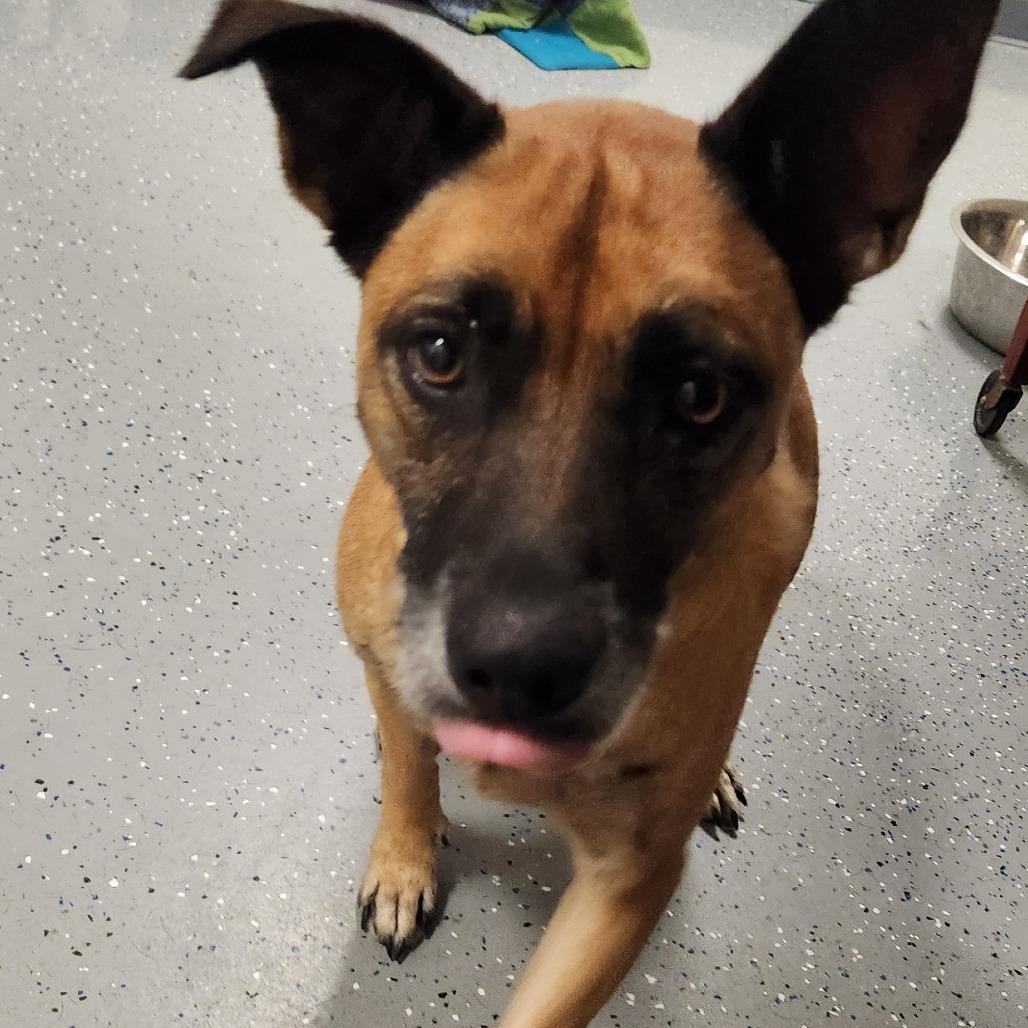 Enlarge Miney, a Adoptable Mixed Breed in Danville, KY image 4/4