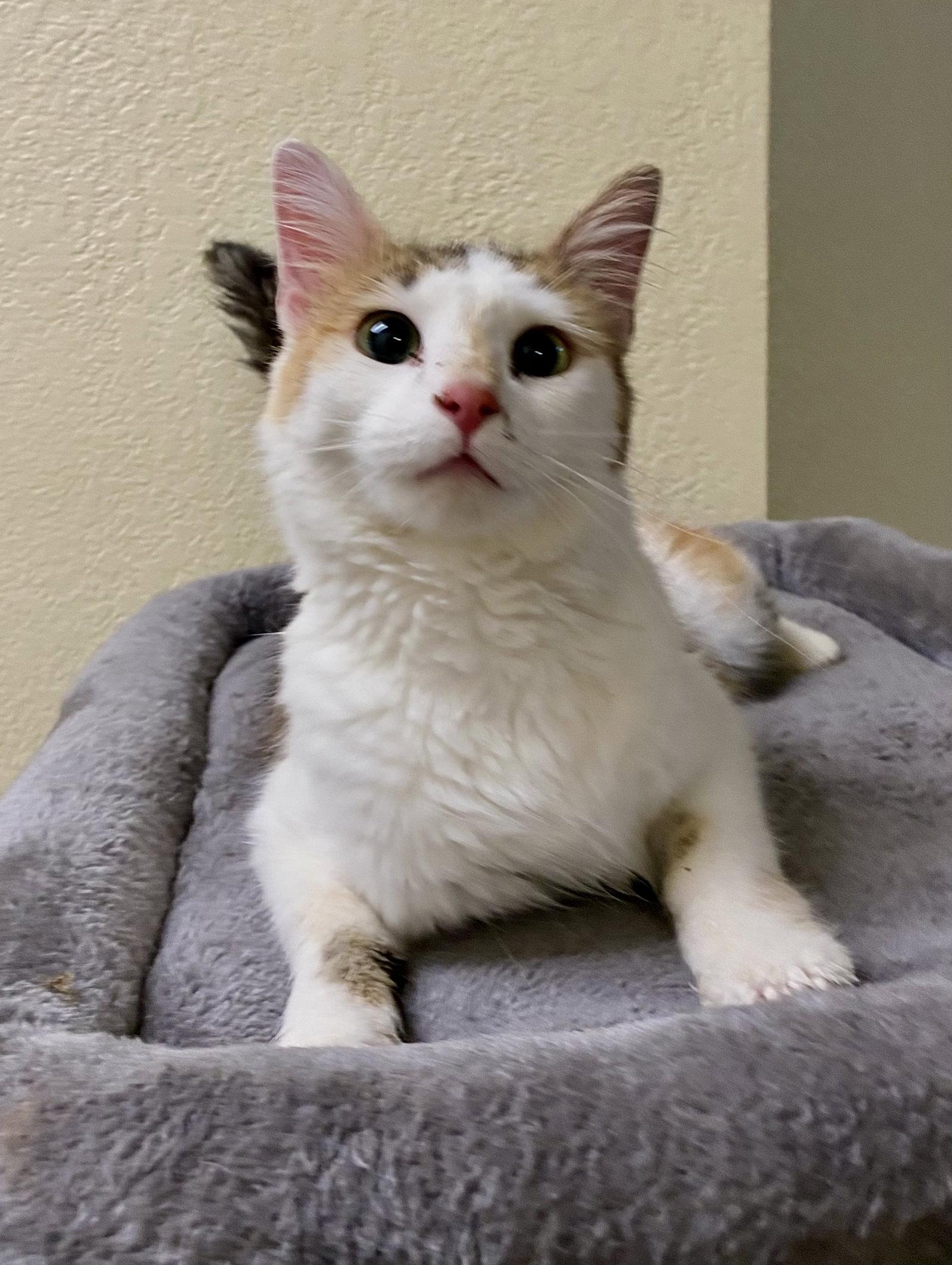 Belle, Adoptable, Adult Female Domestic Medium Hair.