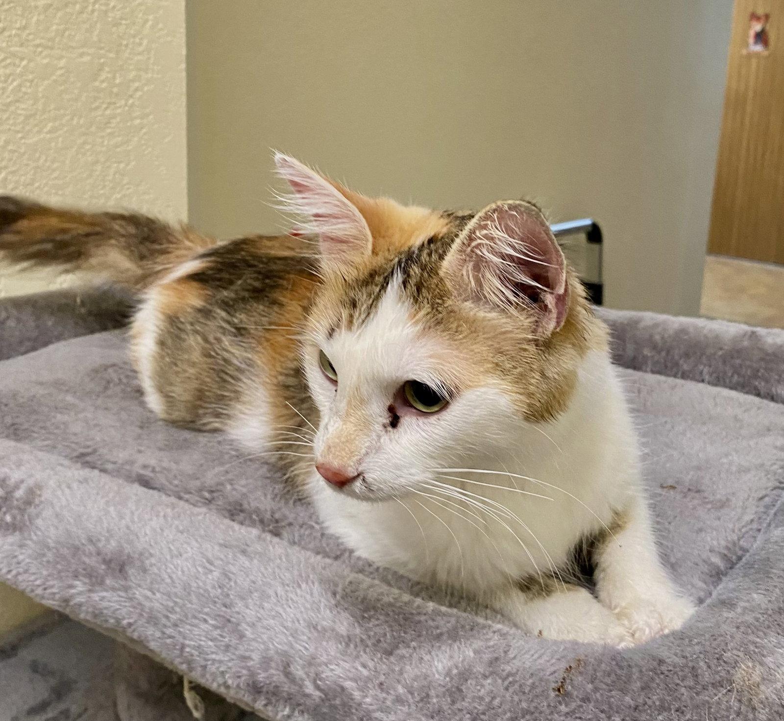 Enlarge Belle, a Adoptable Domestic Medium Hair in Fargo, ND image 2/2