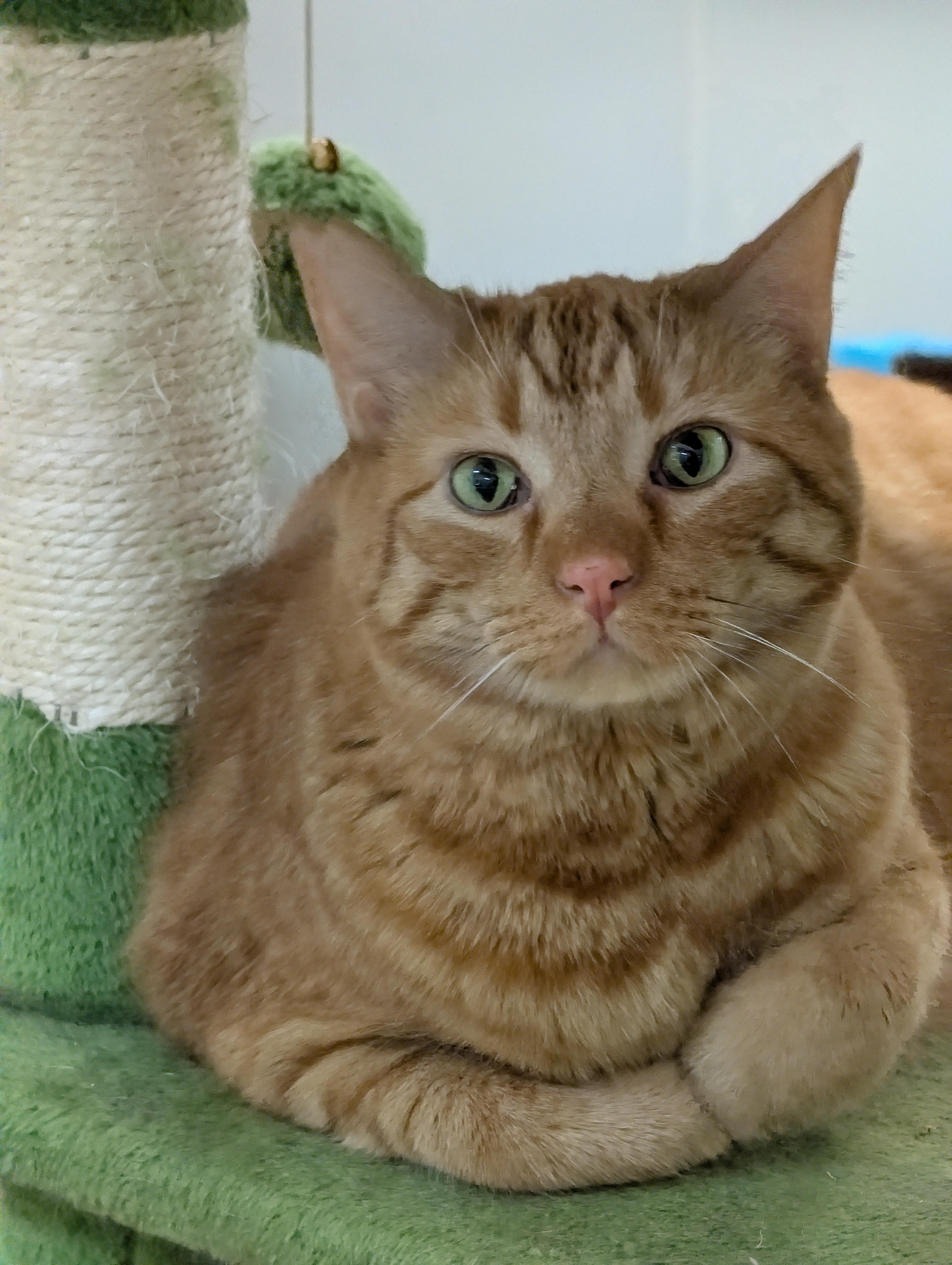 Gingerboy, adoptable, Adult Male Domestic Short Hair.