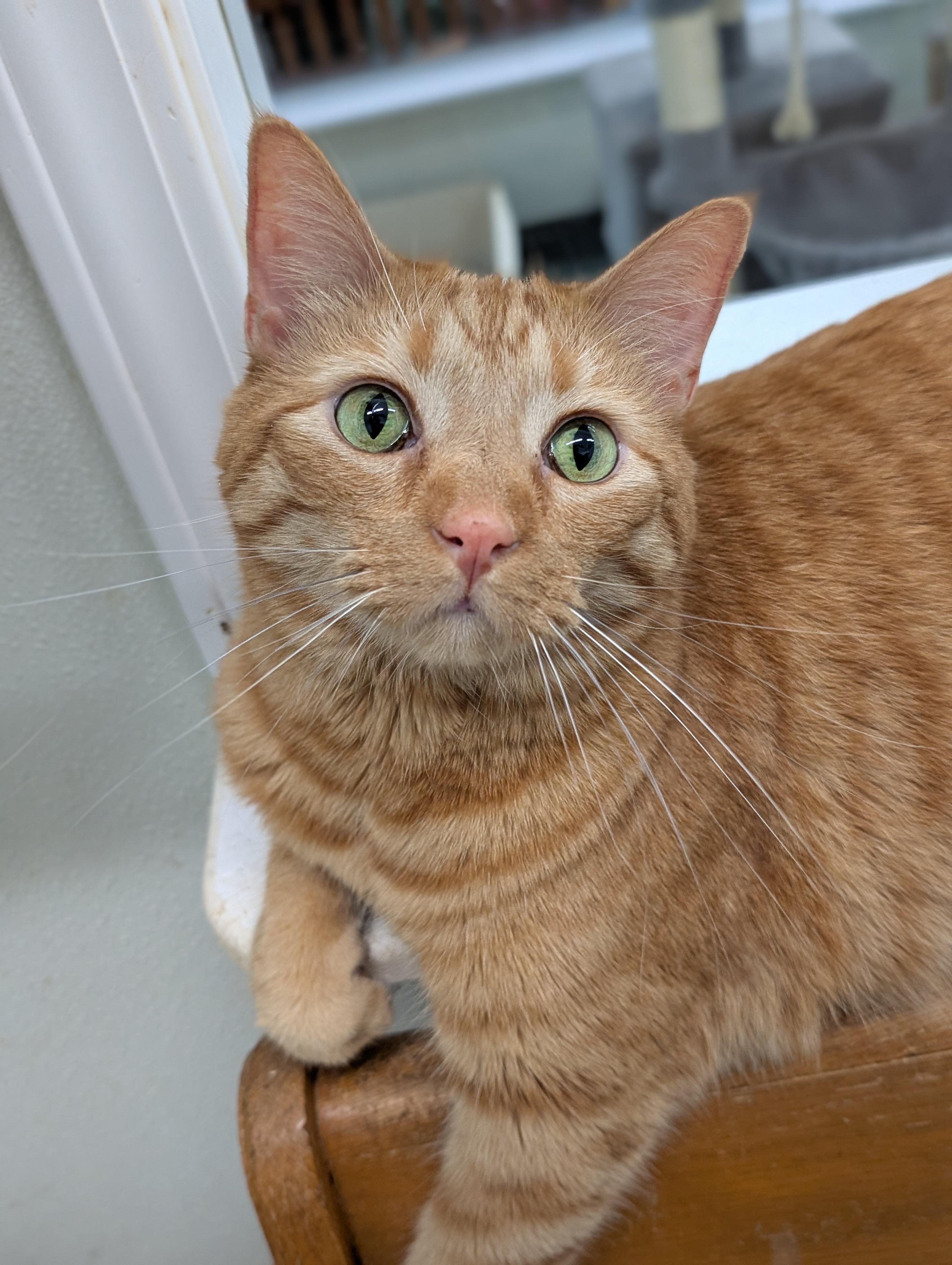 Enlarge Gingerboy, an adoptable Domestic Short Hair in Tilton, IL image 2/4