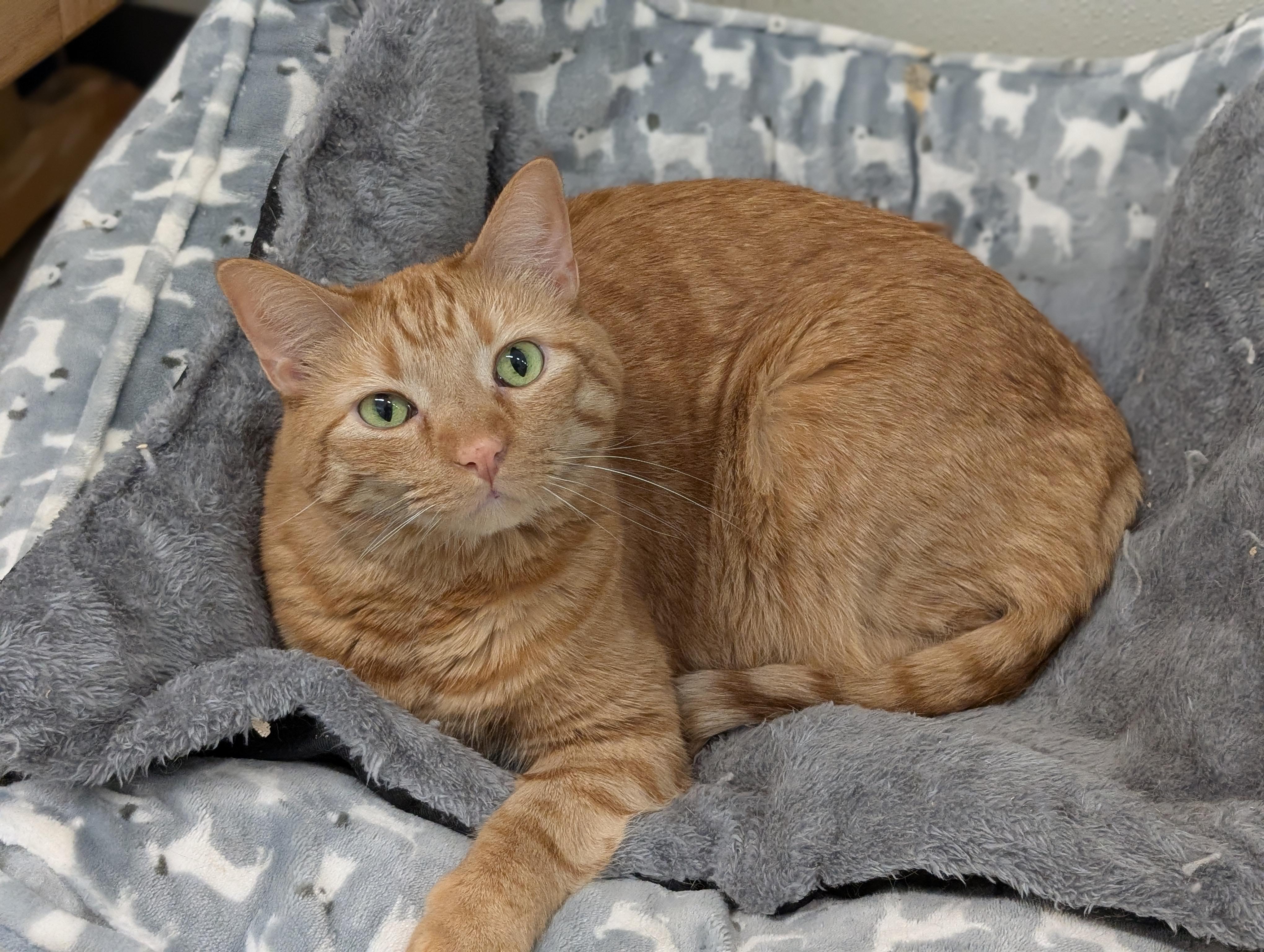 Enlarge Gingerboy, an adoptable Domestic Short Hair in Tilton, IL image 4/4