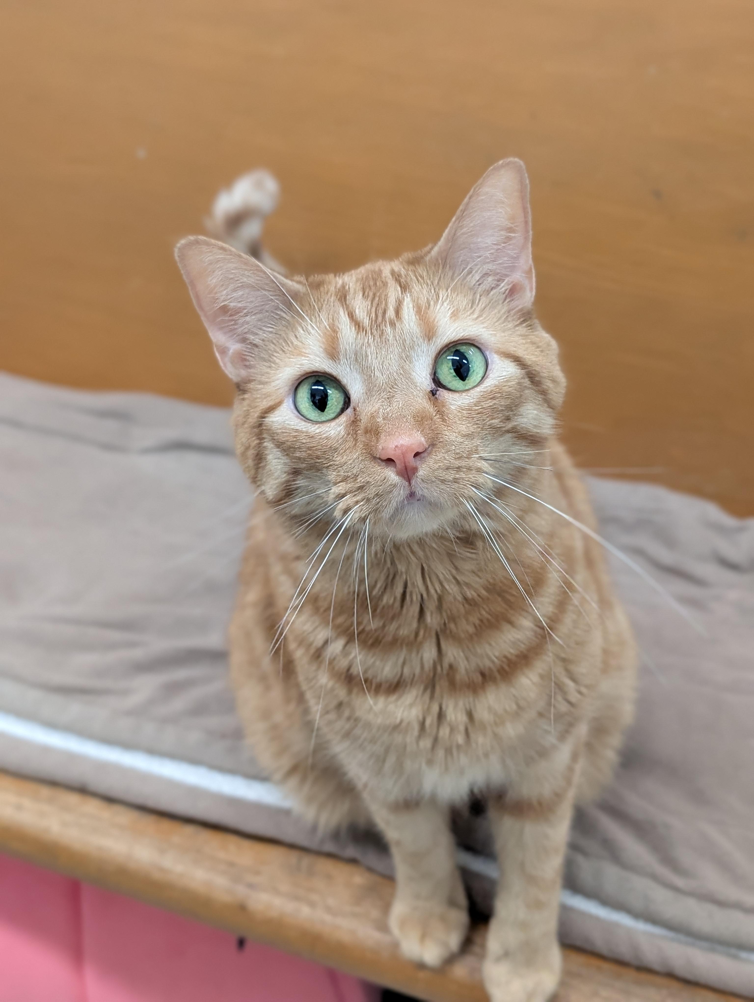 Enlarge Gingerboy, an adoptable Domestic Short Hair in Tilton, IL image 3/4