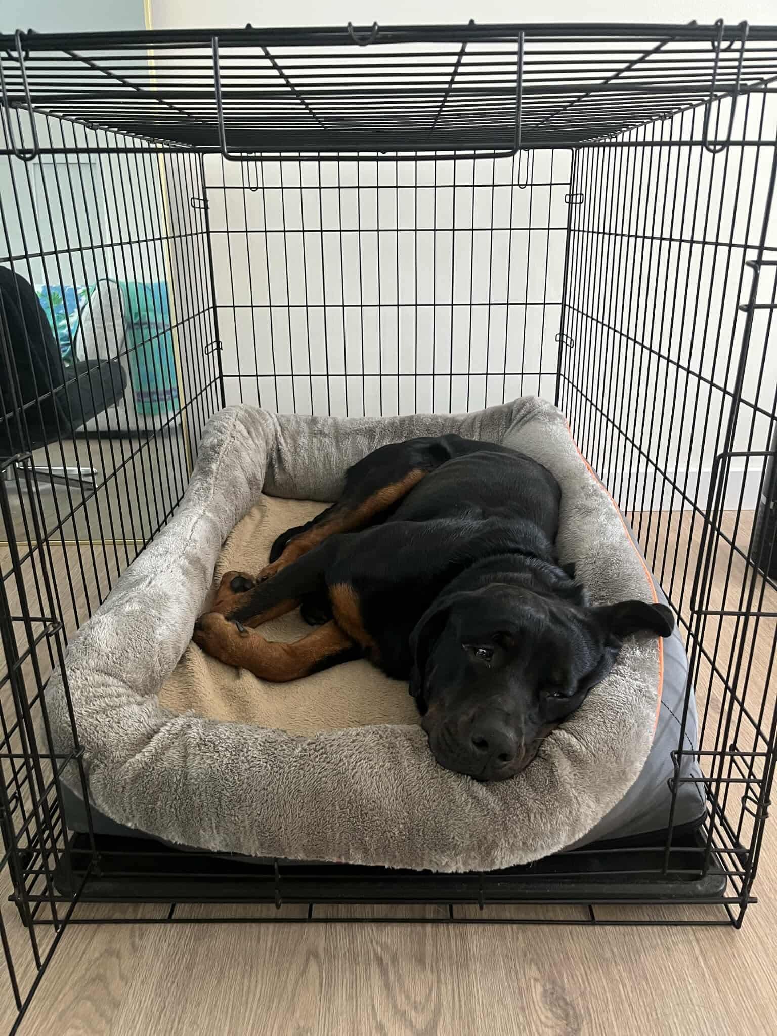 Enlarge Snow, a Adoptable mixed breed in Westwood, NJ image 4/6