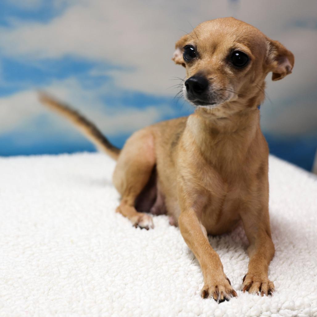 Jolene, Adopted, Senior Female Chihuahua.