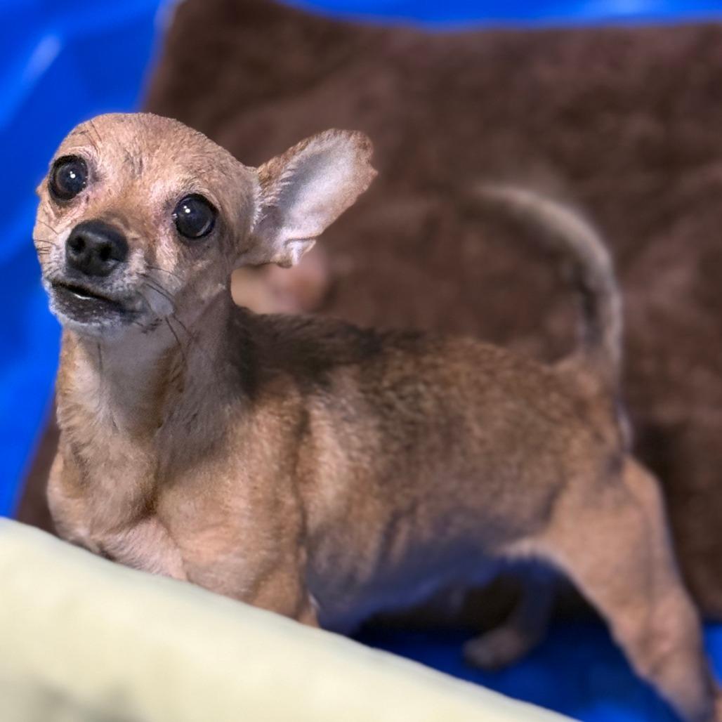 Enlarge Jolene, a Adopted Chihuahua in Casa Grande, AZ image 2/2