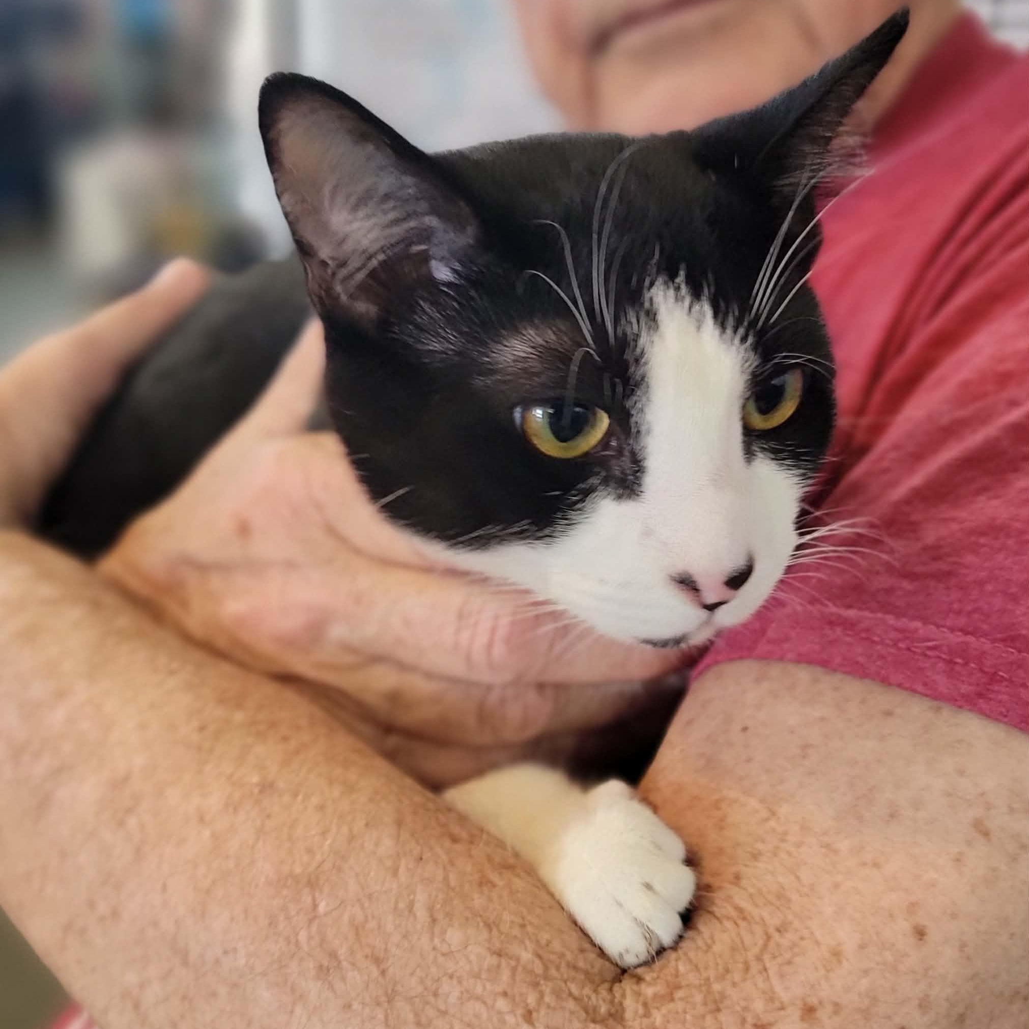 Enlarge Yoshi - bonded to Bowser , an adopted Domestic Short Hair in Myrtle Beach, SC image 1/3