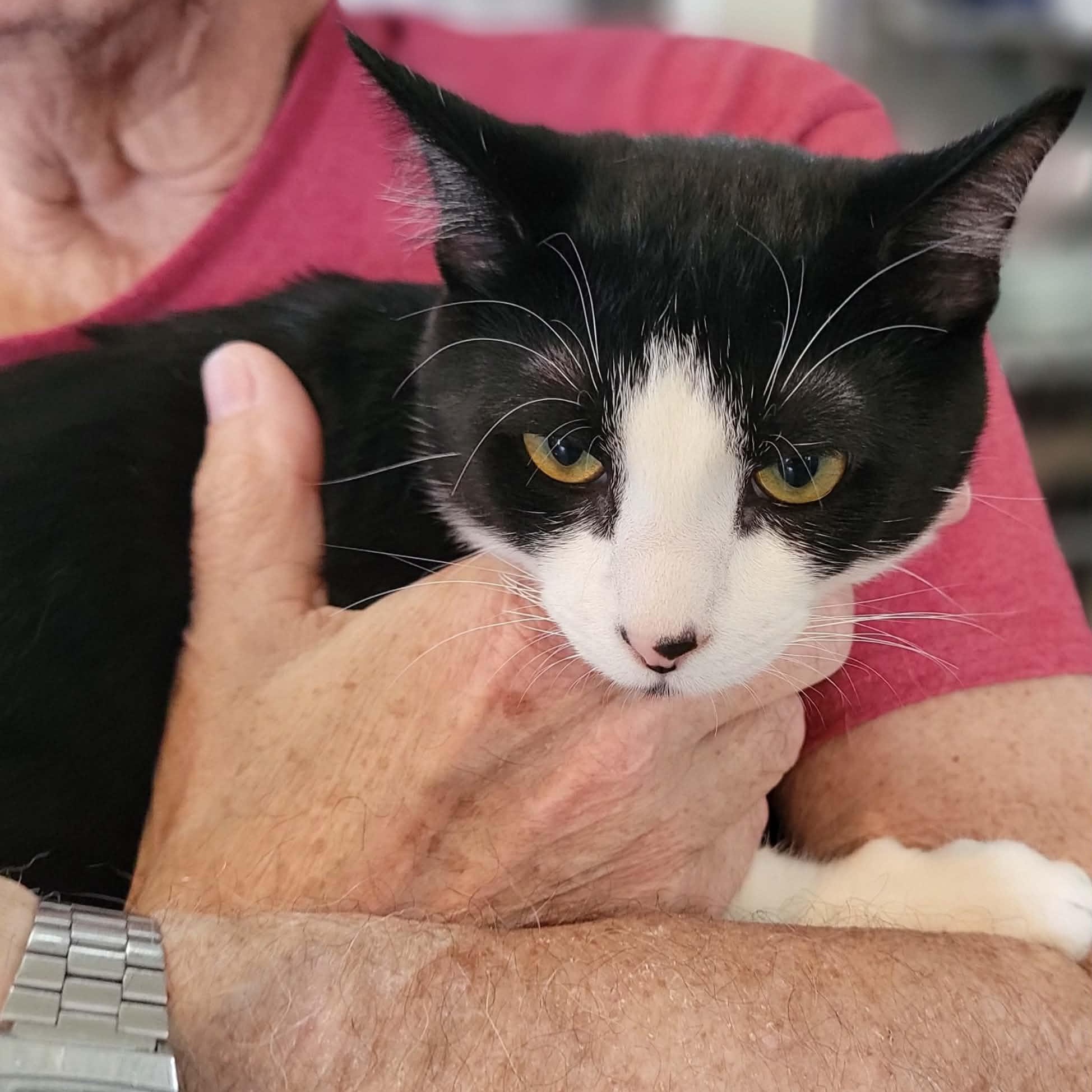 Enlarge Yoshi - bonded to Bowser , an adopted Domestic Short Hair in Myrtle Beach, SC image 2/3