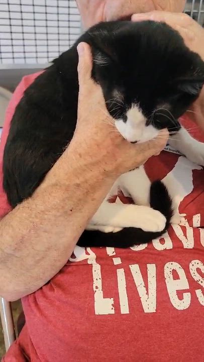 Enlarge Yoshi - bonded to Bowser , an adopted Domestic Short Hair in Myrtle Beach, SC video 3/3