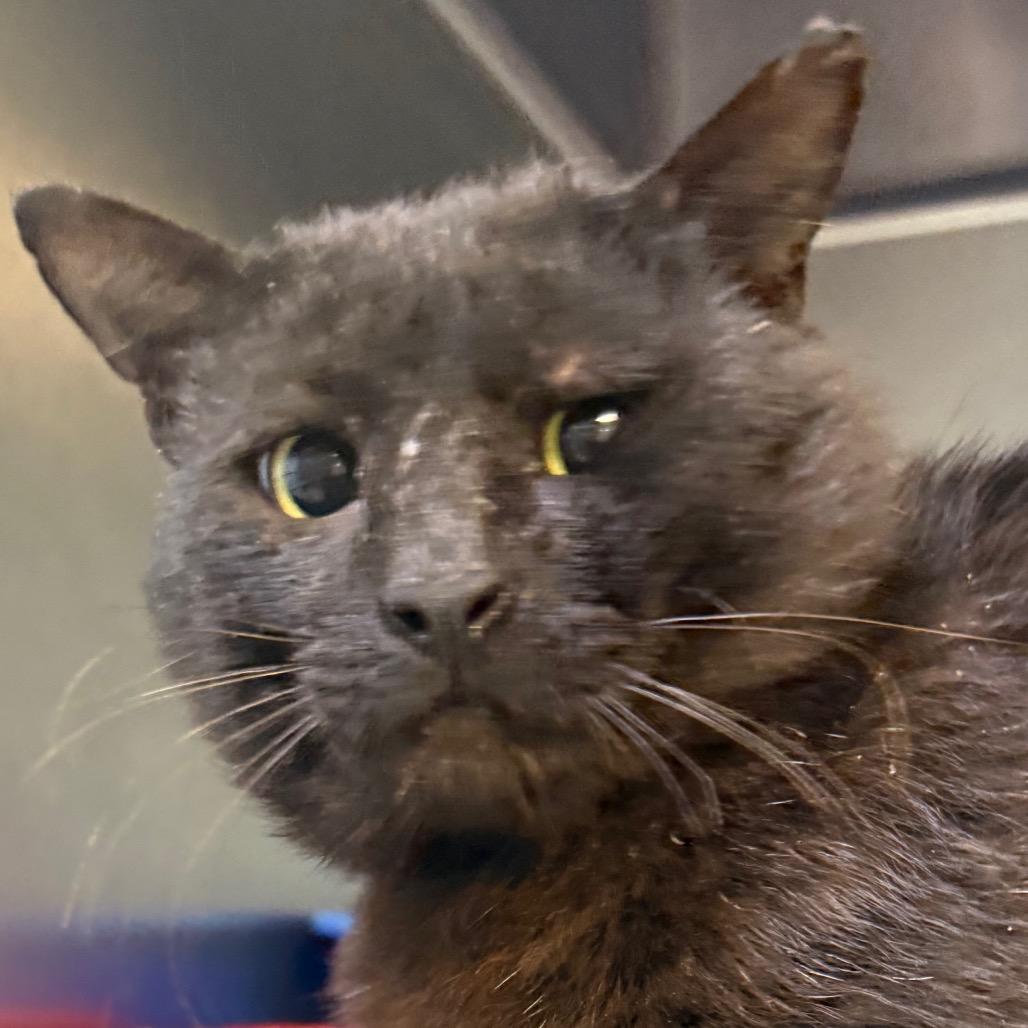 Enlarge Elliot, a Adoptable Domestic Short Hair in Jacksonville, AR image 1/1