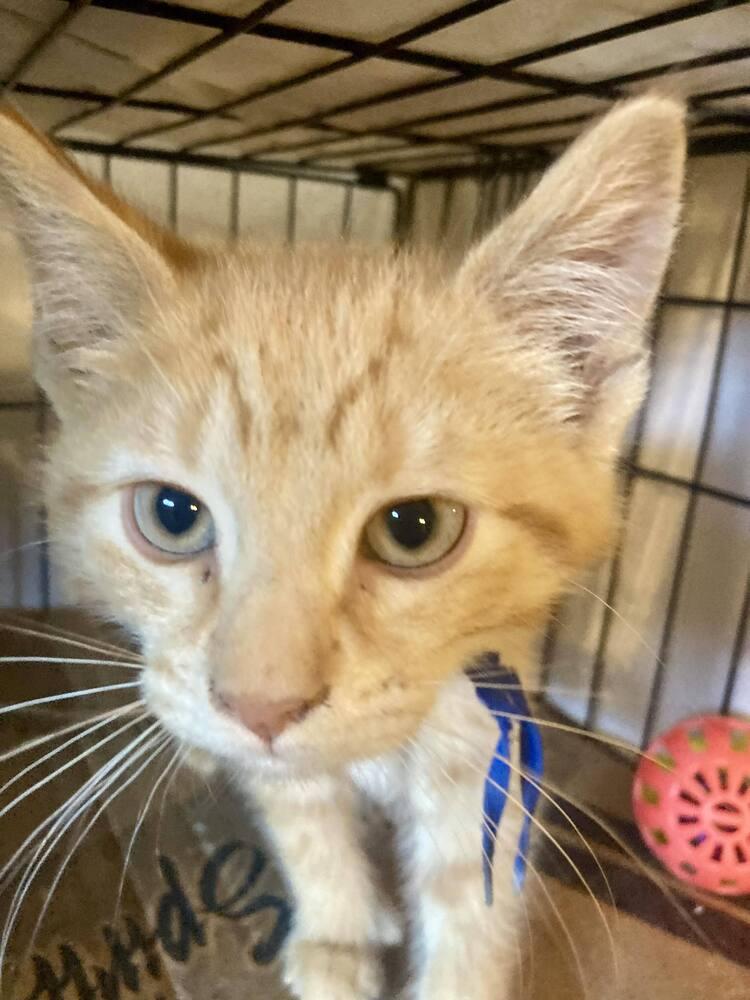 Enlarge Rowan, a Adoptable mixed breed in West Mifflin, PA image 1/2