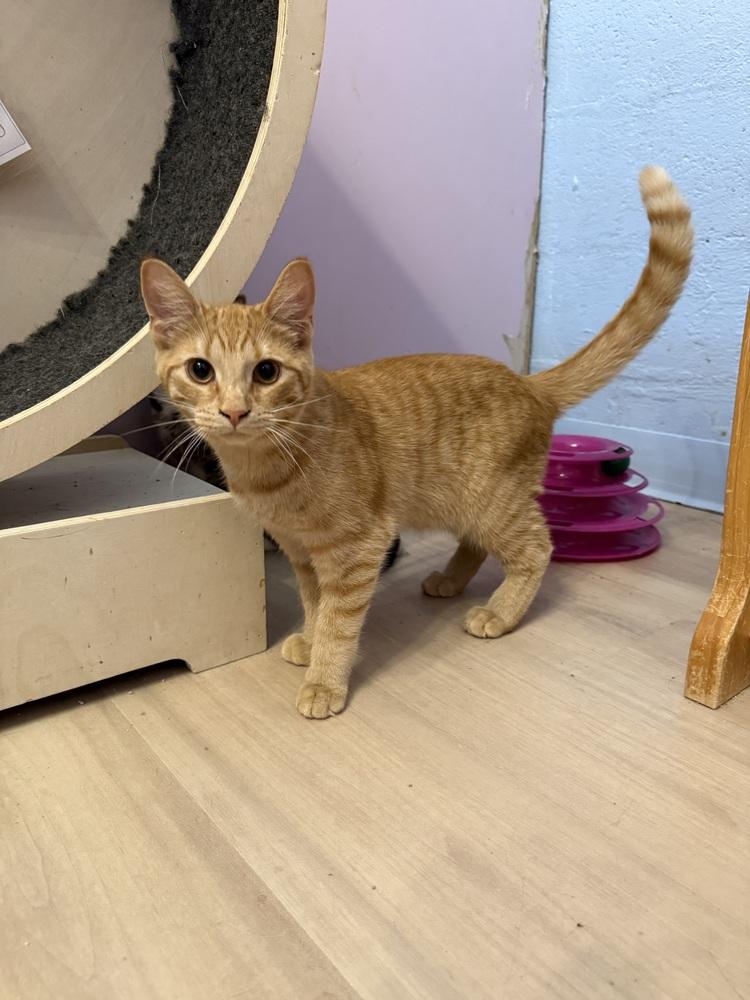 Enlarge Rowan, a Adoptable mixed breed in West Mifflin, PA image 2/2