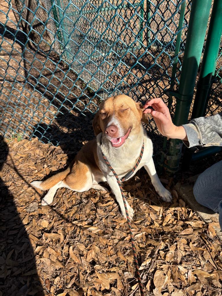 Enlarge Angie, a Adoptable mixed breed in Little Rock, AR image 1/2