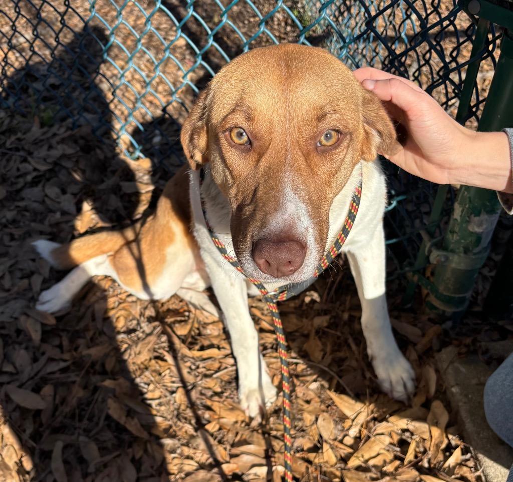 Enlarge Angie, a Adoptable mixed breed in Little Rock, AR image 2/2