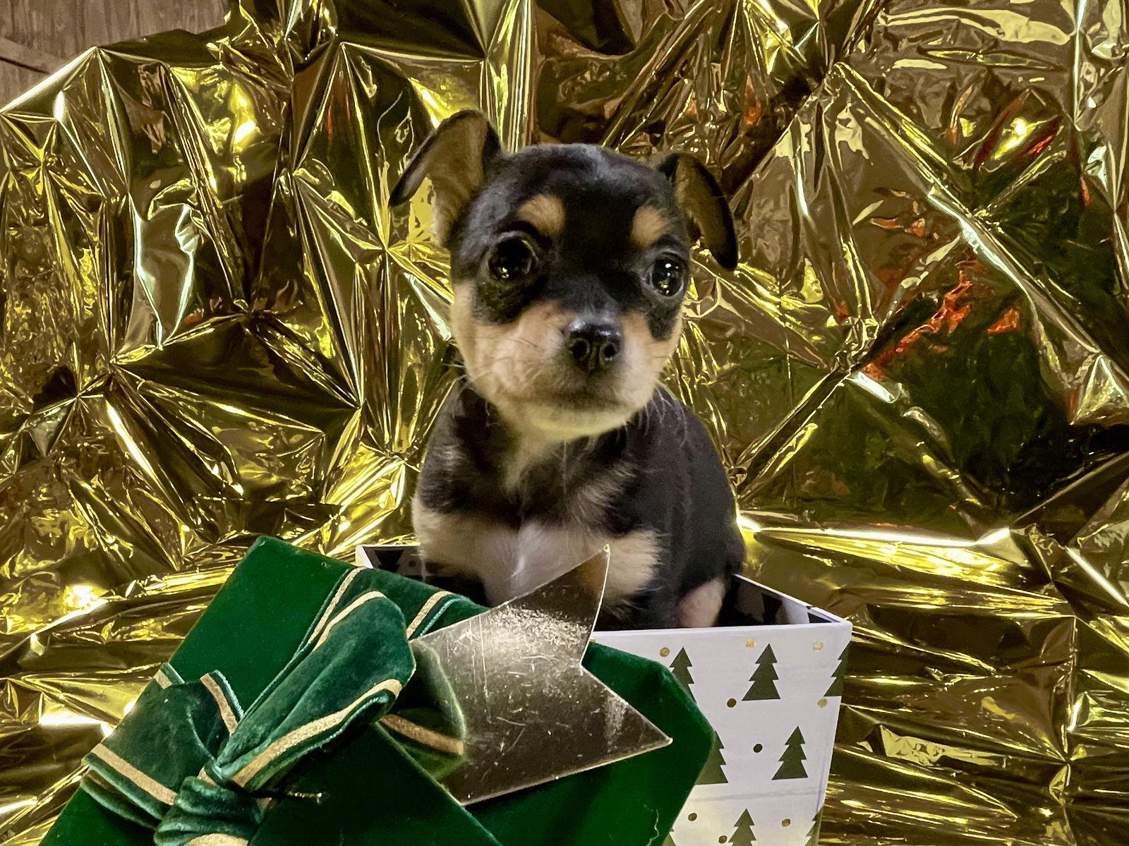 Diggity, Adoptable, Puppy Female Chihuahua.