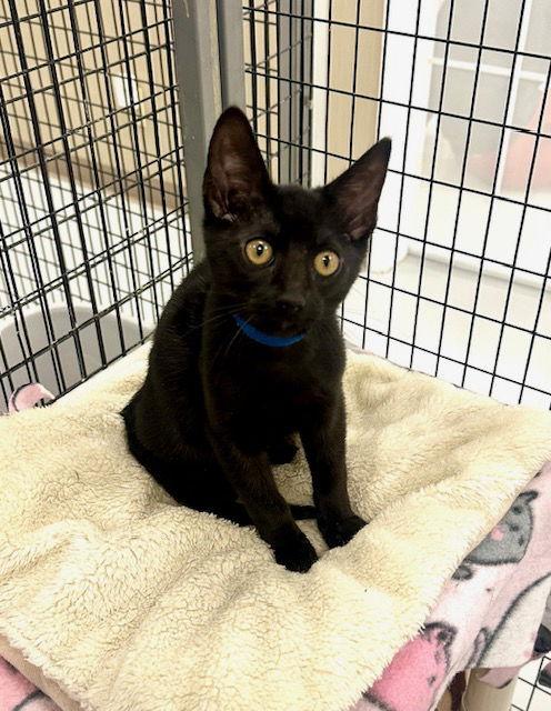 Enlarge Hudson, a Adopted Domestic Short Hair in West Hills, CA image 1/2