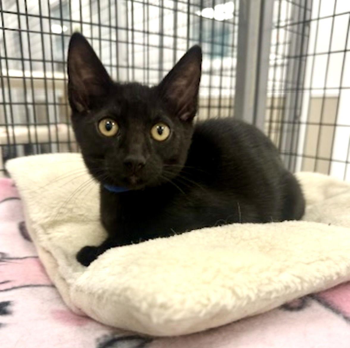 Enlarge Hudson, a Adopted Domestic Short Hair in West Hills, CA image 2/2