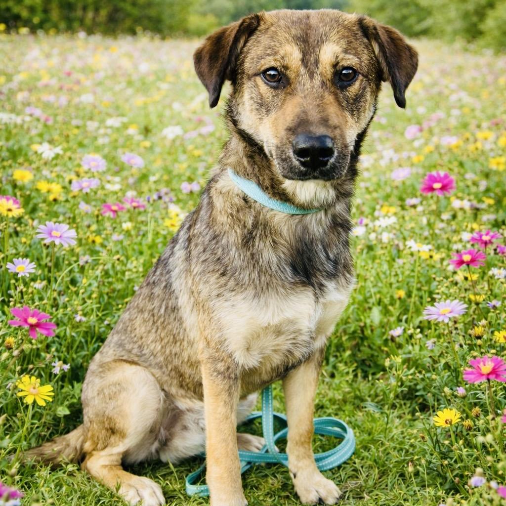 Enlarge Tara, a Adoptable Shepherd in Mount Pleasant, TX image 4/6