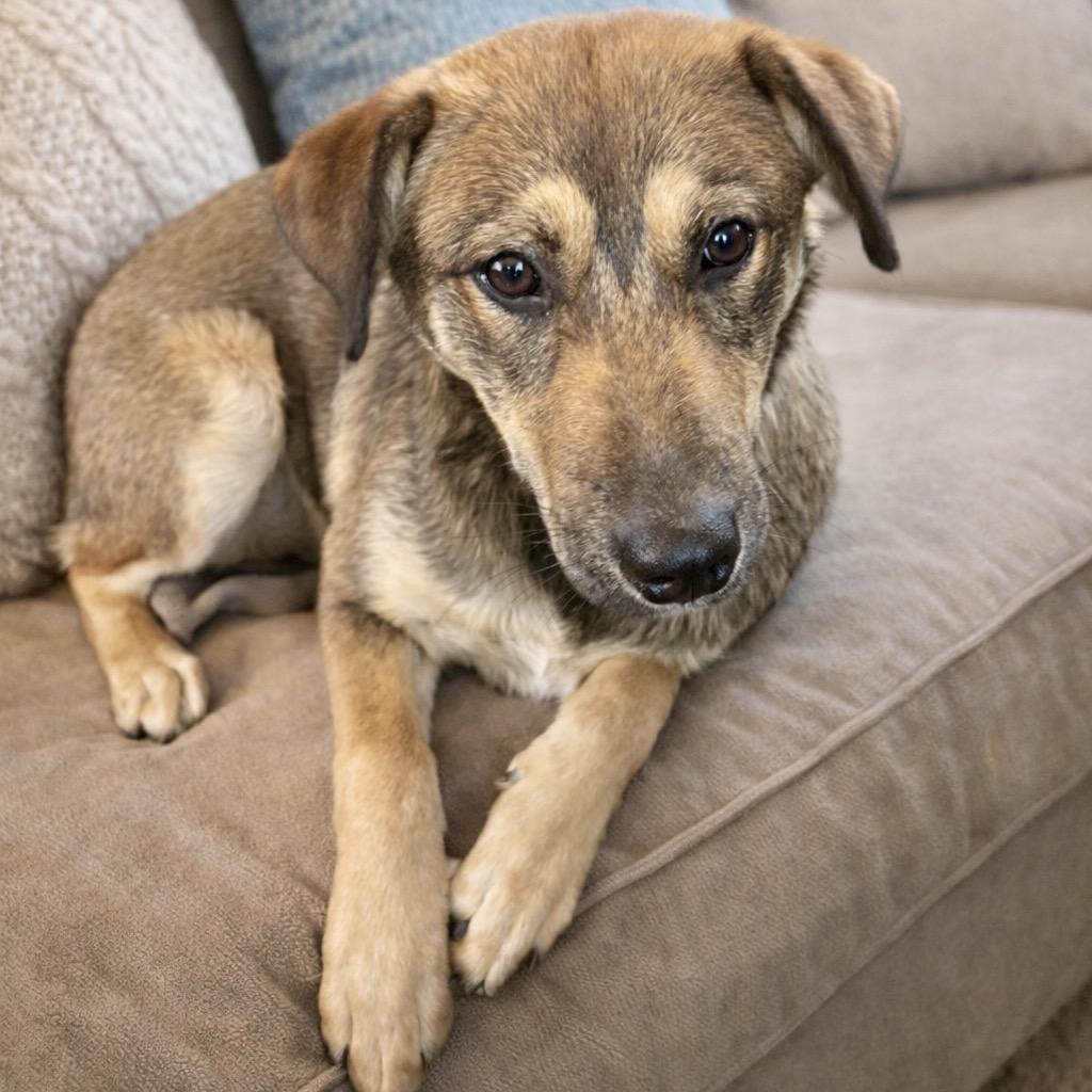 Enlarge Tara, a Adoptable Shepherd in Mount Pleasant, TX image 3/6