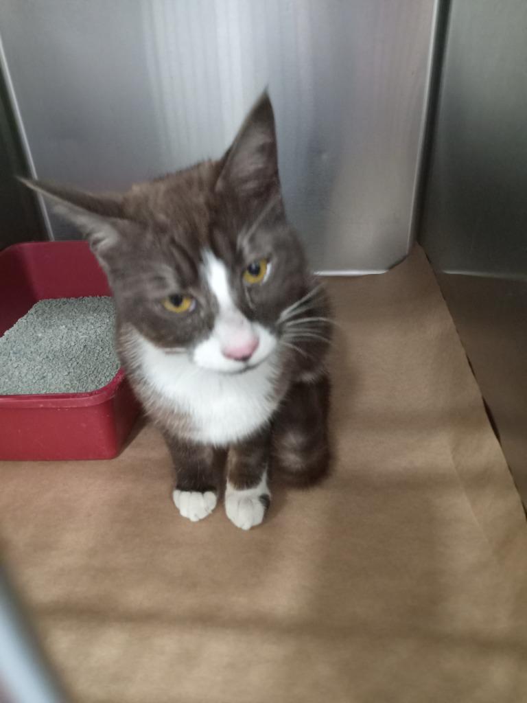 Dannie, Adoptable, Young Male Domestic Short Hair.