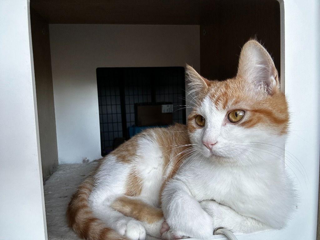 Enlarge Barley, a Adoptable Domestic Medium Hair in St. Helens, OR image 1/3