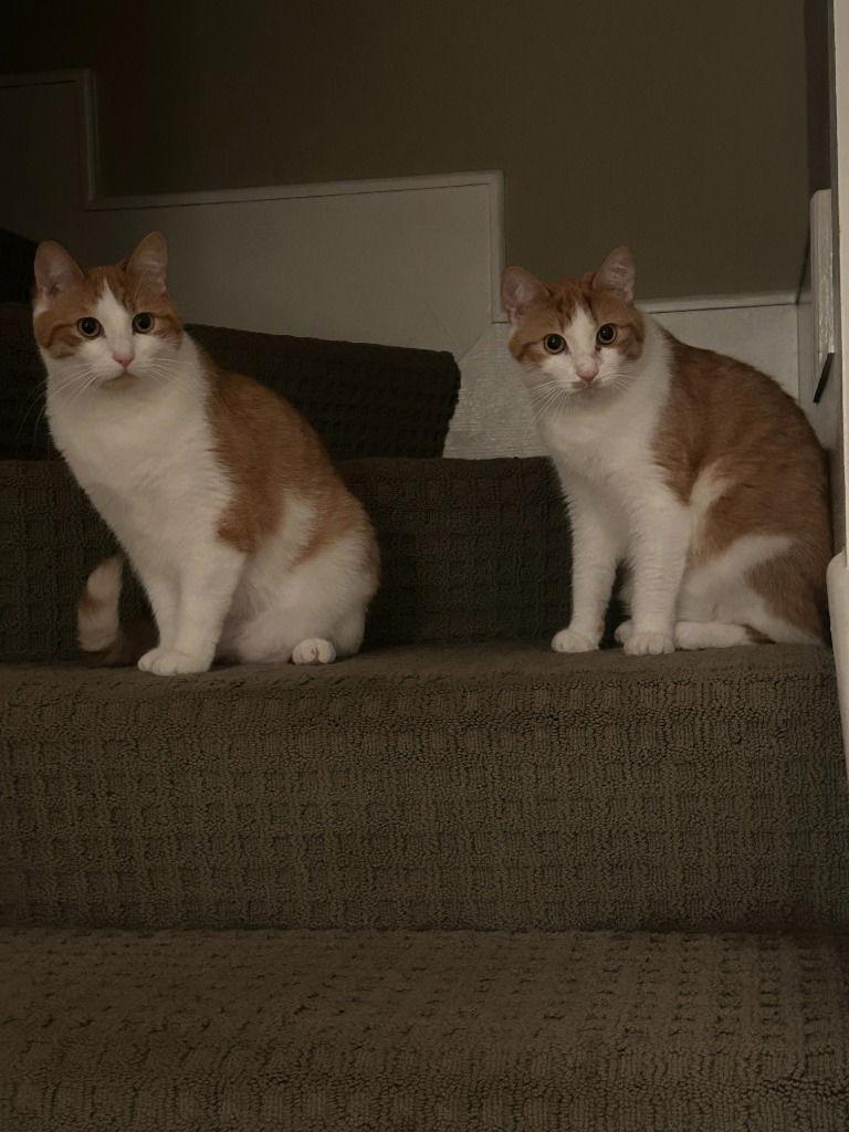 Enlarge Barley, a Adoptable Domestic Medium Hair in St. Helens, OR image 2/3