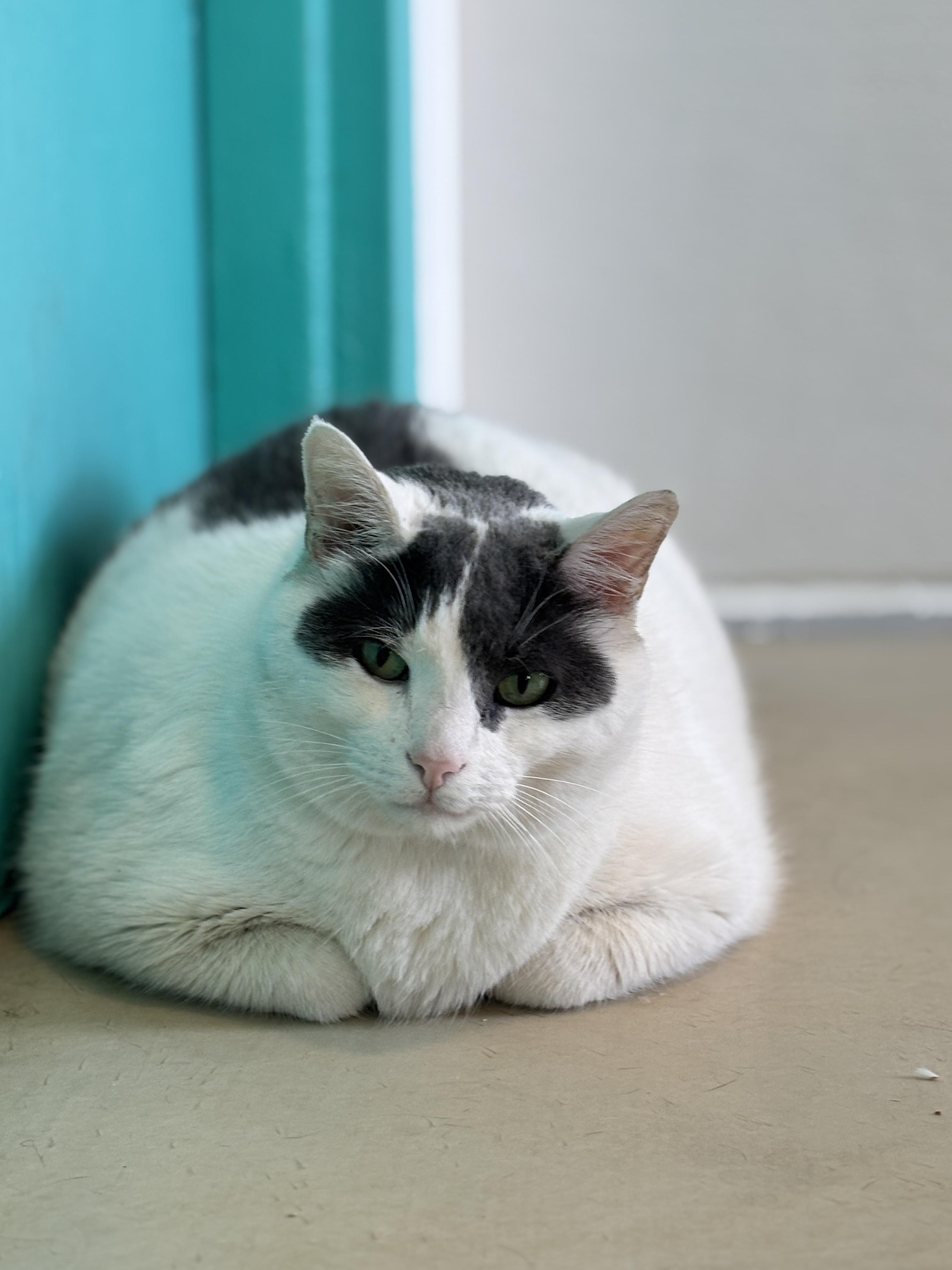Free Willy, Adoptable, Adult Male Domestic Short Hair.