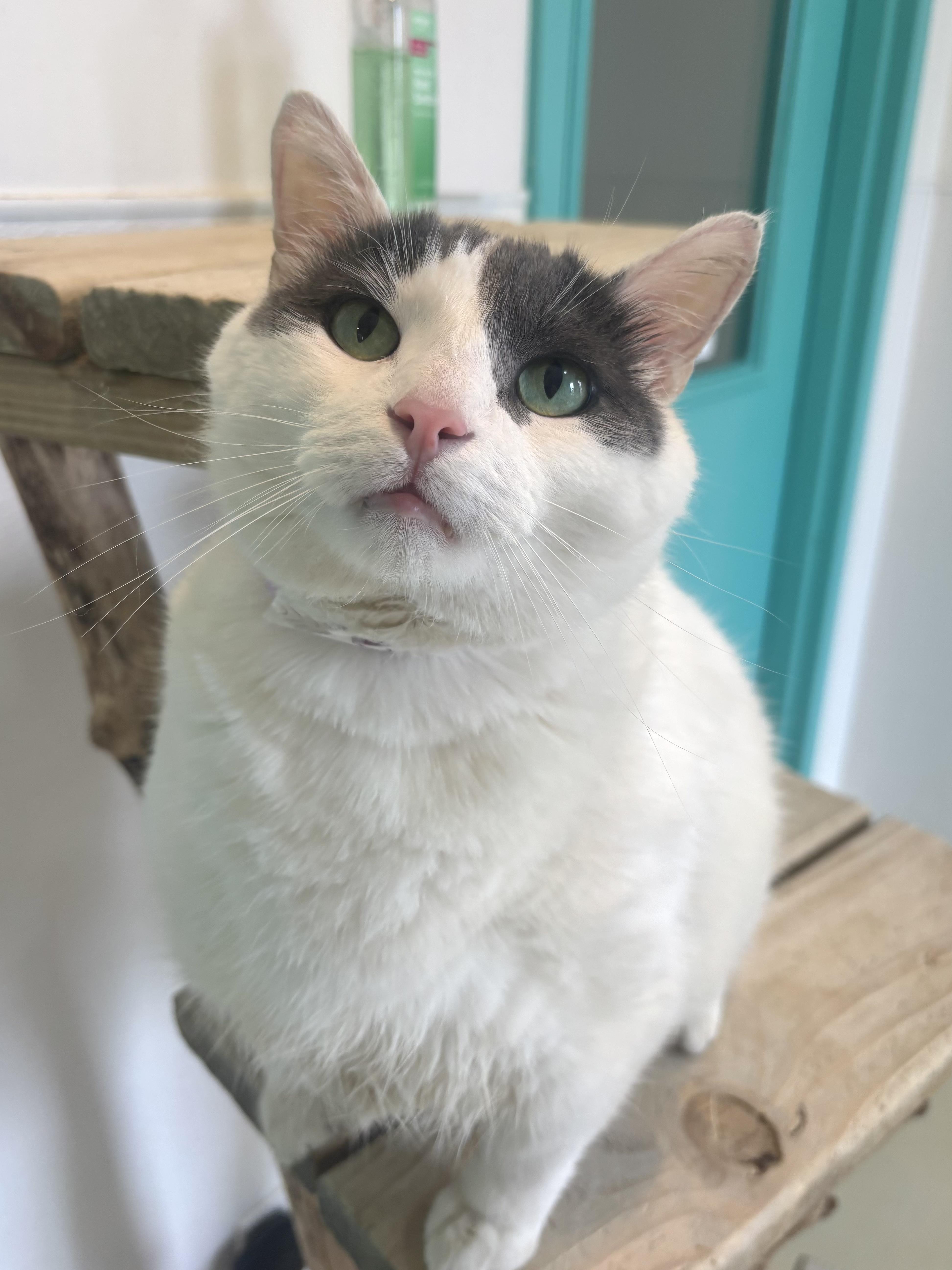 Enlarge Free Willy, a Adoptable Domestic Short Hair in Chicago, IL image 2/3
