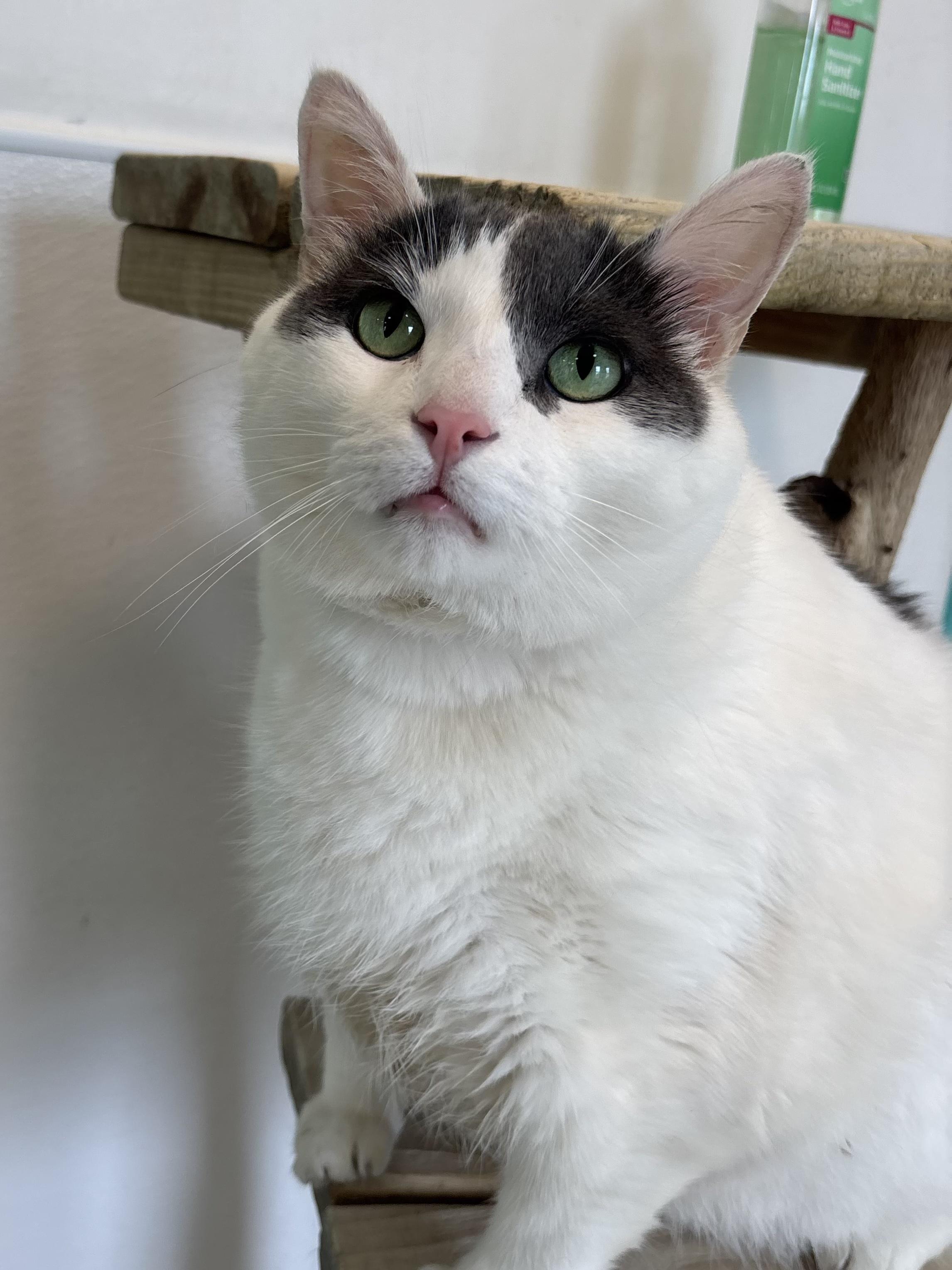 Enlarge Free Willy, a Adoptable Domestic Short Hair in Chicago, IL image 3/3