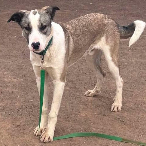 Rambo, an adoptable Mixed Breed in Hobbs, NM, 88240 | Photo Image 1