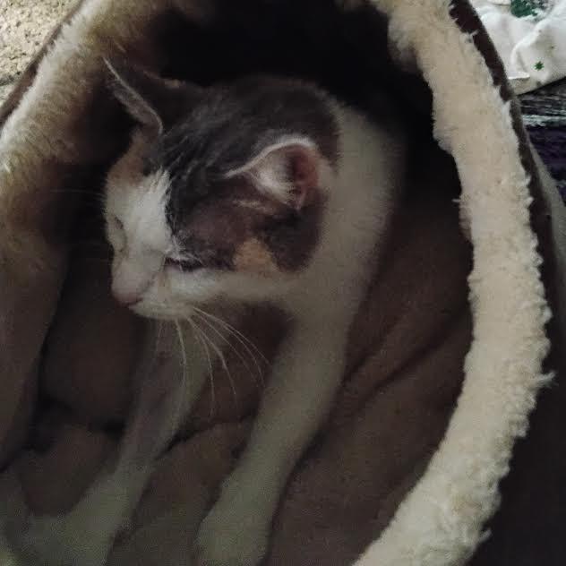 Enlarge Evelyn, a Adoptable Domestic Short Hair in Chaska, MN image 2/6