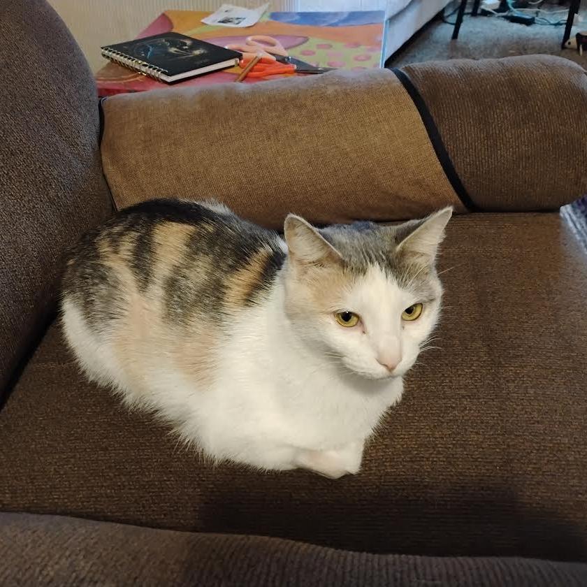 Enlarge Evelyn, a Adoptable Domestic Short Hair in Chaska, MN image 3/6