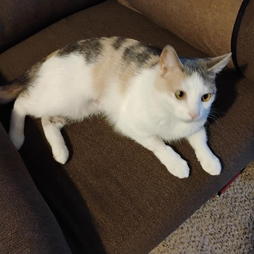 Enlarge Evelyn, a Adoptable Domestic Short Hair in Chaska, MN image 4/6