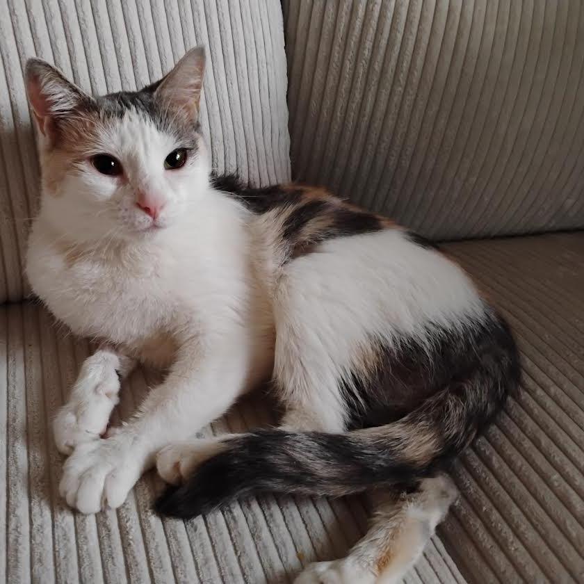 Enlarge Evelyn, a Adoptable Domestic Short Hair in Chaska, MN image 5/6