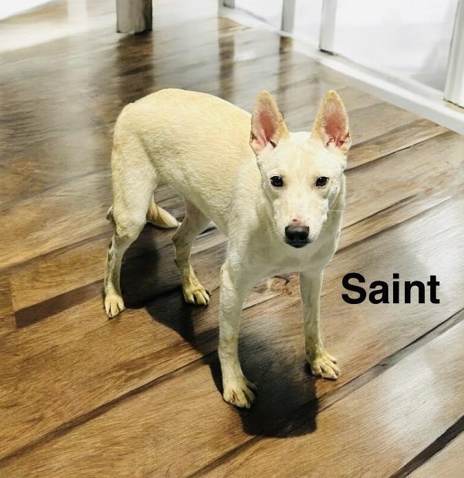 Saint