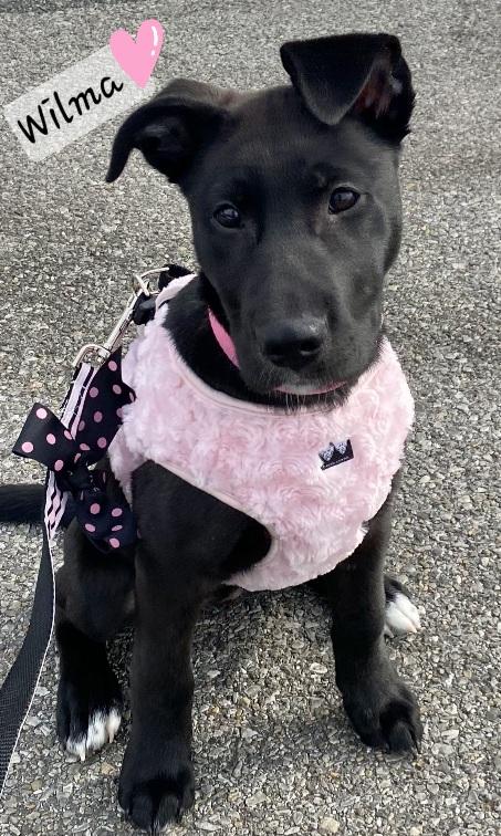 Enlarge Wilma, a Adoptable mixed breed in Prince Frederick, MD image 1/4