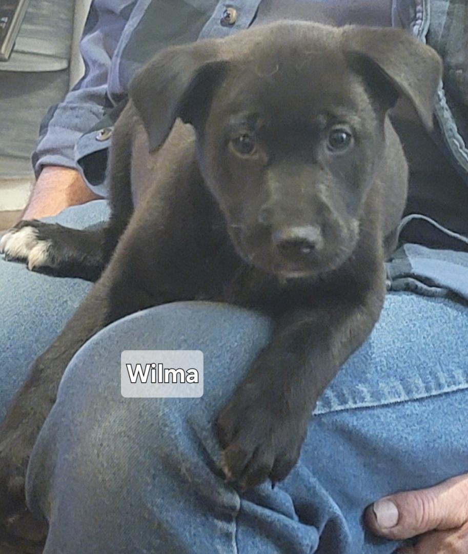 Wilma, Adoptable, Young Female Black Labrador Retriever.