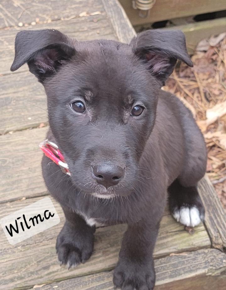 Wilma thumbnail 3