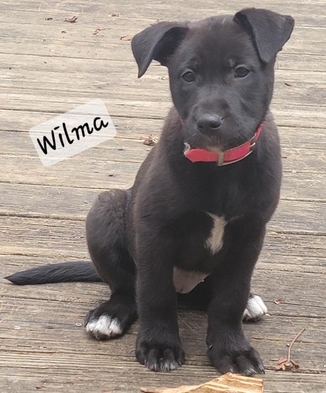 Wilma, Adoptable, Young Female Black Labrador Retriever.