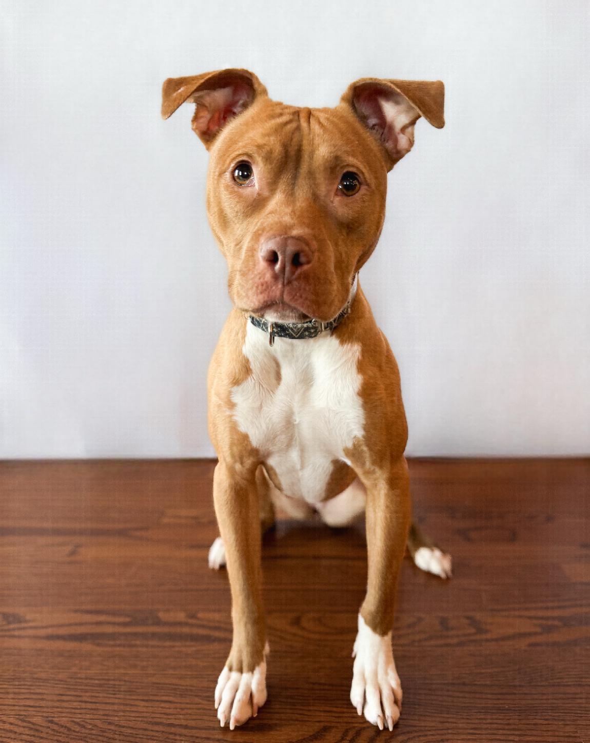 Enlarge Nellie Bellie, a Adopted mixed breed in Rockford, IL image 1/5