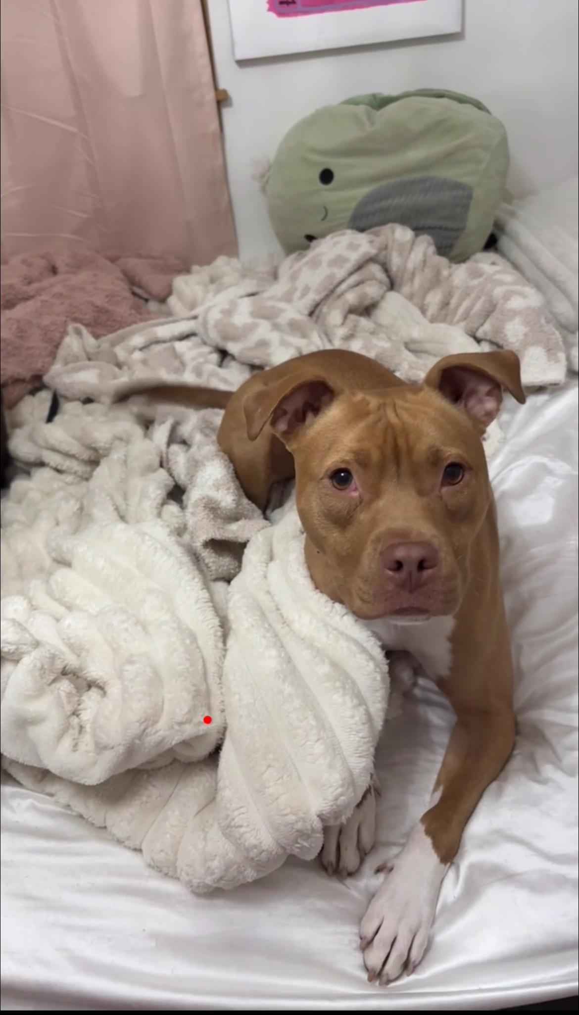 Enlarge Nellie Bellie, a Adopted mixed breed in Rockford, IL image 2/5