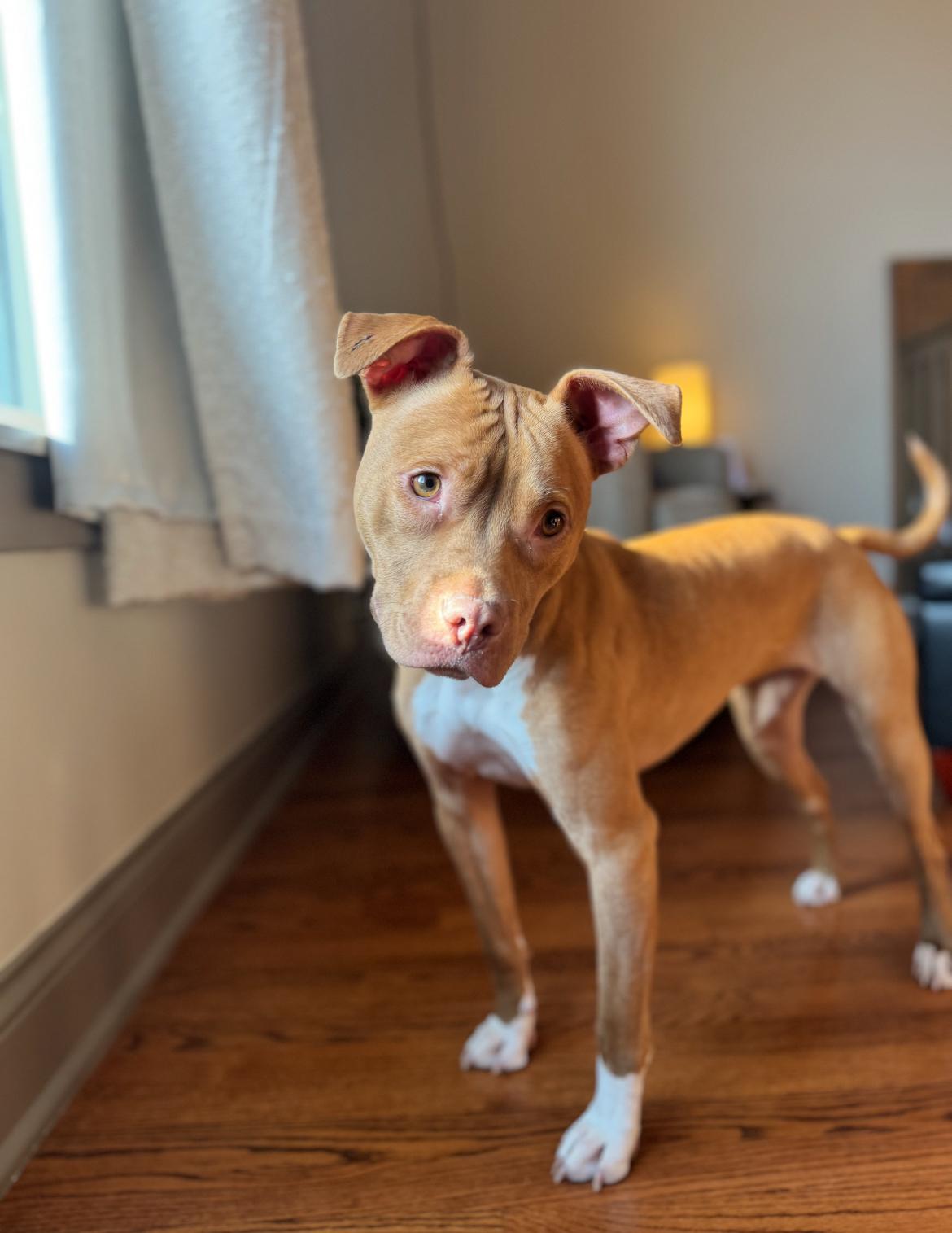 Enlarge Nellie Bellie, a Adopted mixed breed in Rockford, IL image 3/5