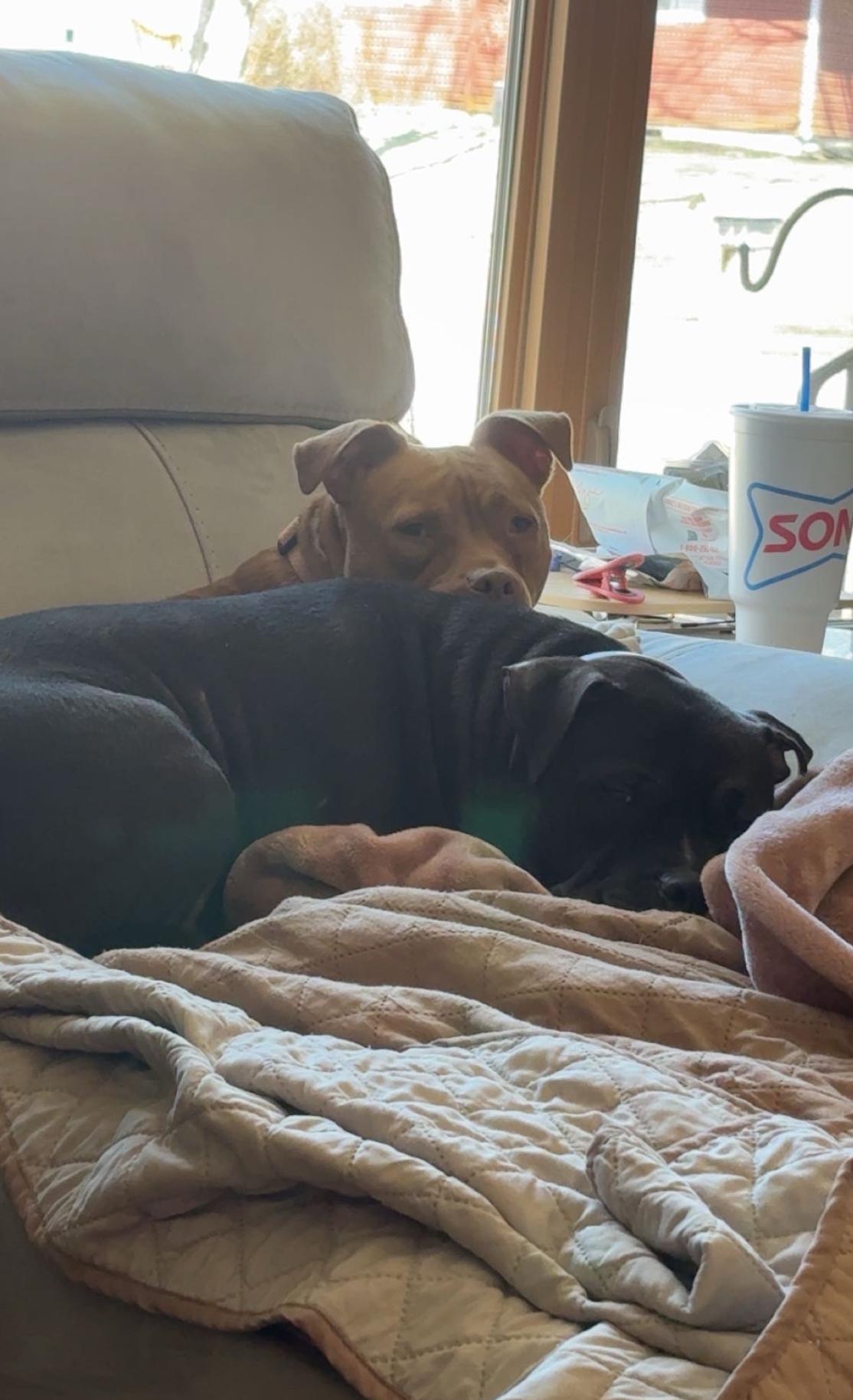 Enlarge Nellie Bellie, a Adopted mixed breed in Rockford, IL image 4/5