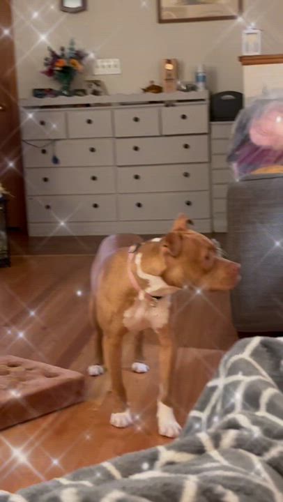 Enlarge Nellie Bellie, a Adopted mixed breed in Rockford, IL video 5/5