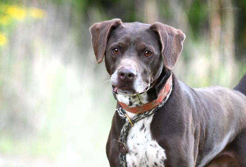 Enlarge Sammy #5685, an adopted Pointer in Monroe, GA image 3/6