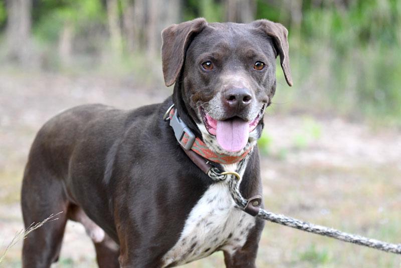 Enlarge Sammy #5685, an adopted Pointer in Monroe, GA image 5/6