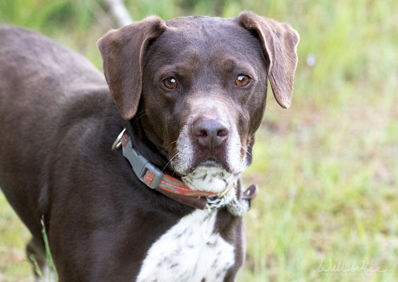 Sammy #5685, adopted, Adult Male Pointer.