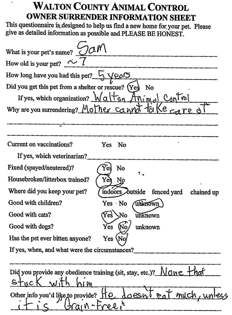 Enlarge Sammy #5685, an adopted Pointer in Monroe, GA image 2/6